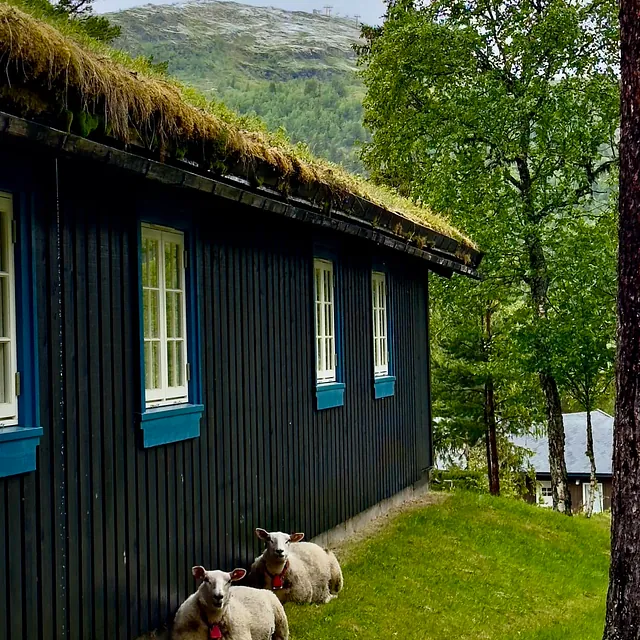 To sauer ligger inntil en mørk trehytte med grønne vinduskarmer, omgitt av trær og gress.