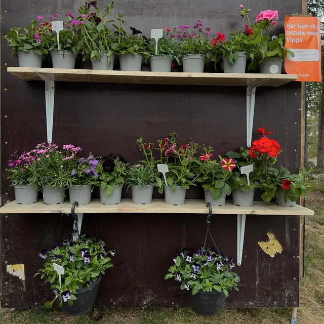 Hyller med blomsterpotter fylt med ulike fargerike blomster, ved en selvbetjent bod med Vipps-skilt.