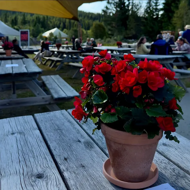En blomsterpotte med røde blomster står på et bord, omgitt av utebenker og mennesker i bakgrunnen.