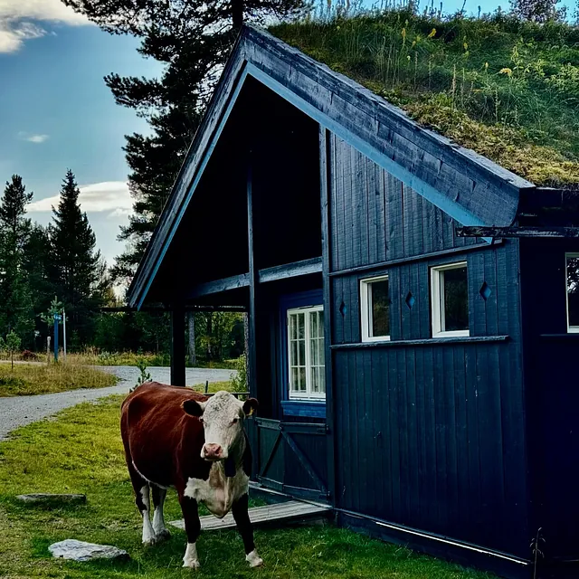 En ku står foran en mørk hytte med gress på taket, omgitt av grønt gress og skog.