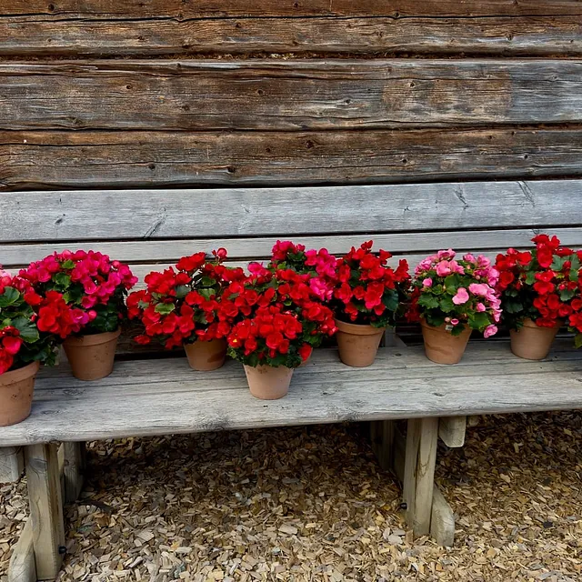 Flere blomsterpotter med røde og rosa blomster står på en grå benk foran en trevegg.