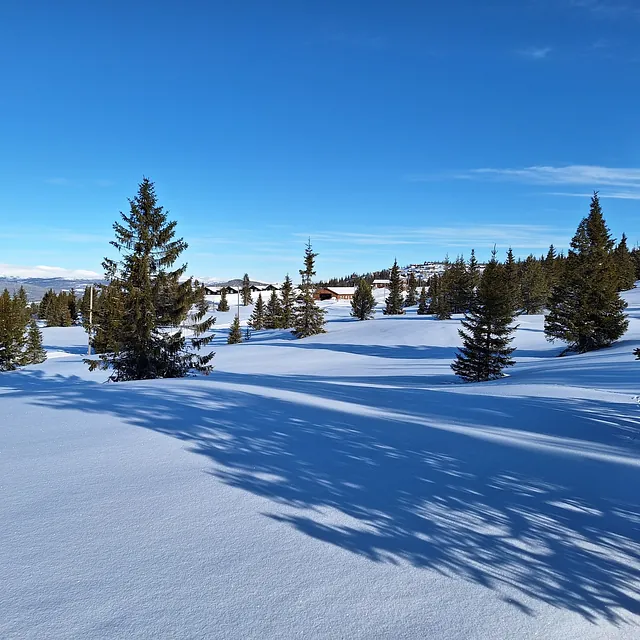 Et snødekt landskap med spredte grantrær, der solen kaster lange skygger på snøen under en blå himmel.