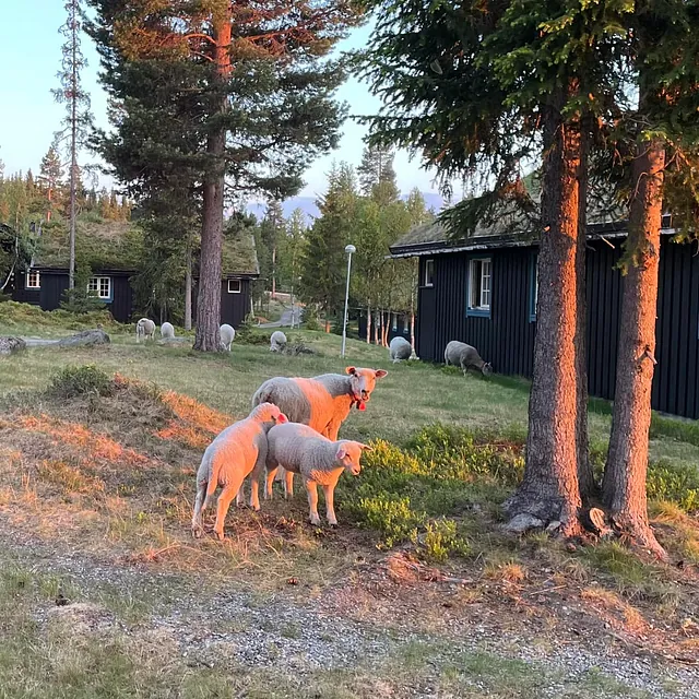 Sau beiter rundt mørke trehytter i et skogsområde badet i varmt kveldssollys.